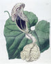 Aristoloche à fleurs de bateau - Sydenham Edwards — weergave van het kunstwerk