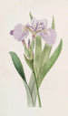 Iris à pointe hérissée - Sydenham Edwards — weergave van het kunstwerk