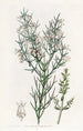 Colletia hérissée - Sydenham Edwards — weergave van het kunstwerk