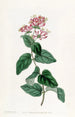 Chèvrefeuille hérissé - Sydenham Edwards — weergave van het kunstwerk