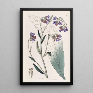 Sydenham Edwards - Buglossflowered Houndstongue.webp