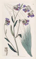 Cynoglosse à fleurs de buglosse - Sydenham Edwards — weergave van het kunstwerk