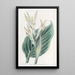 Canna de Laguna - Sydenham Edwards — framed artwork on a wall