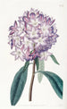Rhododendron de Carton - Sydenham Edwards — weergave van het kunstwerk