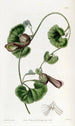 Aristoloche chilienne - Sydenham Edwards — weergave van het kunstwerk