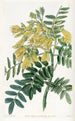 Arbre Mayu chilien - Sydenham Edwards — weergave van het kunstwerk