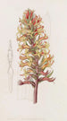 Stenorhynchus cinabre - Sydenham Edwards — weergave van het kunstwerk