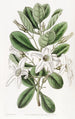 Anthocercis visqueux - Sydenham Edwards — weergave van het kunstwerk