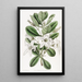 Anthocercis visqueux - Sydenham Edwards — ingelijst kunstwerk aan de muur