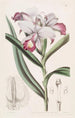 Reedorchis à fleurs serrées - Sydenham Edwards | Reproduction — weergave van het kunstwerk