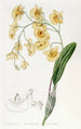 Dendrobium en grappes - Sydenham Edwards — weergave van het kunstwerk