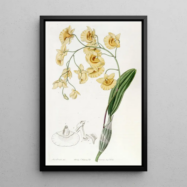 Sydenham Edwards - Clustered Dendrobium.webp