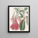 Fuchsia met clusterbloemen - Sydenham Edwards — ingelijst kunstwerk aan de muur