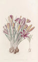 Crocus corse - Sydenham Edwards — weergave van het kunstwerk