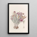 Crocus corse - Sydenham Edwards — ingelijst kunstwerk aan de muur