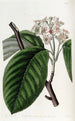 Arbre à faisceaux crénelés - Sydenham Edwards — weergave van het kunstwerk