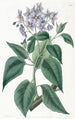 Solanum à feuilles frisées - Sydenham Edwards — weergave van het kunstwerk