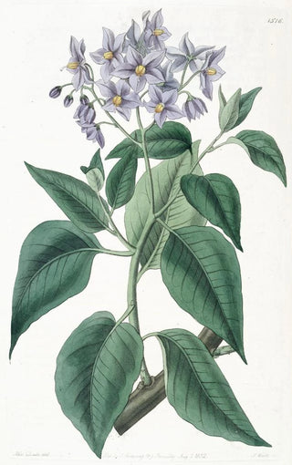 Sydenham Edwards - Crimpedleaved Solanum.webp