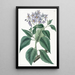 Solanum à feuilles frisées - Sydenham Edwards — ingelijst kunstwerk aan de muur