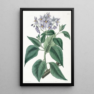 Sydenham Edwards - Crimpedleaved Solanum.webp