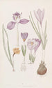 Crocus - Sydenham Edwards — weergave van het kunstwerk