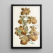 Oncidium à fleurs bouclées - Sydenham Edwards — ingelijst kunstwerk aan de muur