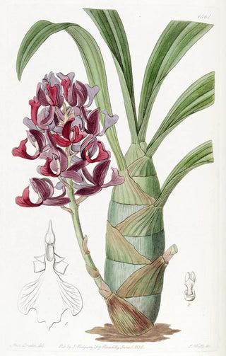 Sydenham Edwards - Darkpurple Mormodes.webp