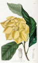 Boom Talaum de De Candolle - Sydenham Edwards — weergave van het kunstwerk