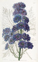Delphinium Barlowii - Sydenham Edwards — weergave van het kunstwerk
