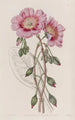 Calandrinia décolorée - Sydenham Edwards — weergave van het kunstwerk