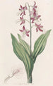 Fairbloom gedeïllustreerd - Sydenham Edwards — weergave van het kunstwerk