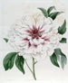 Pivoine arbustive double blanche - Sydenham Edwards — weergave van het kunstwerk