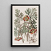 Pivoine californienne de Douglas - Sydenham Edwards — framed artwork on a wall