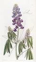 Lupin à feuilles tombantes - Sydenham Edwards — weergave van het kunstwerk