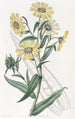 Madia elegante - Sydenham Edwards — weergave van het kunstwerk