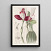 Lycaste à fleurs régulières - Sydenham Edwards | Reproduction — ingelijst kunstwerk aan de muur