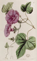 Ipomée à feuilles de figuier - Sydenham Edwards — weergave van het kunstwerk