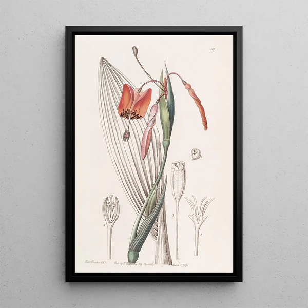 Sydenham Edwards - Flamecoloured Stiffstalk.webp