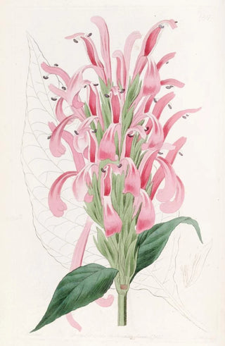 Sydenham Edwards - Fleshcoloured Justicia.webp