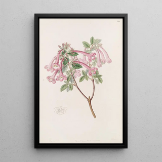 Sydenham Edwards - Florid Abelia.webp