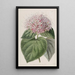 Clérodendron odorant - Sydenham Edwards | Reproduction — ingelijst kunstwerk aan de muur