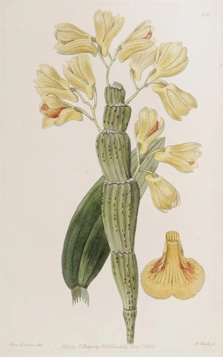 Sydenham Edwards - Furrowed Dendrobium.webp
