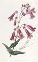 Pénstémon gentianacé - Sydenham Edwards — weergave van het kunstwerk