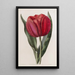 Tulip van Gesner - Sydenham Edwards — ingelijst kunstwerk aan de muur