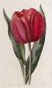 Tulip van Gesner - Sydenham Edwards — weergave van het kunstwerk