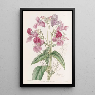 Sydenham Edwards - Glandular Balsam.webp