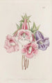 Gloxinia speciosa - Sydenham Edwards — weergave van het kunstwerk
