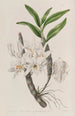Dendrobium à fleurs dorées - Sydenham Edwards | Reproduction — weergave van het kunstwerk