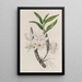 Dendrobium à fleurs dorées - Sydenham Edwards | Reproduction — ingelijst kunstwerk aan de muur