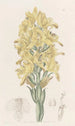 Chloraea à nervures vertes - Sydenham Edwards — weergave van het kunstwerk